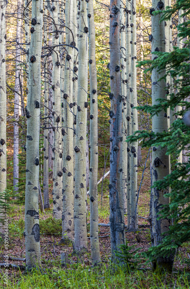 Aspen and spruce trees in the meadow along South Chicago creek and Hefferman Gulch road near Echo Lake Park in Colorado