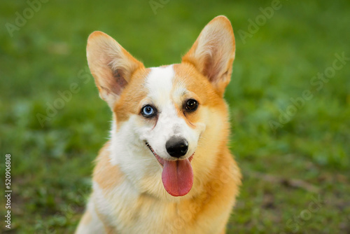 obedience, education welsh corgi with different eyes color. heterochromia of the iris in an animal. obedient dog training, following command to sit