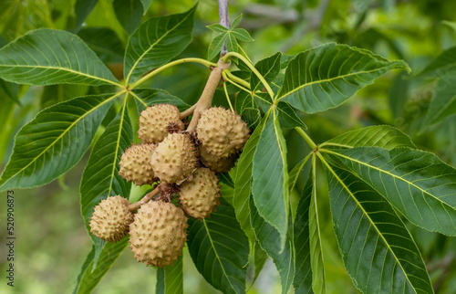 Green leaves and fruits of the Ohio buckeye (Aesculus glabra) in Colorado photo