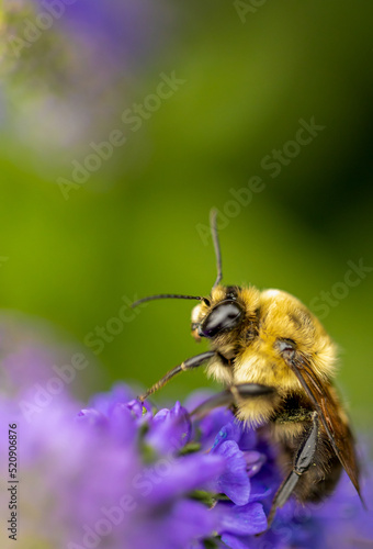 Honey bee collects pollen from purple lupine flower © Faina Gurevich