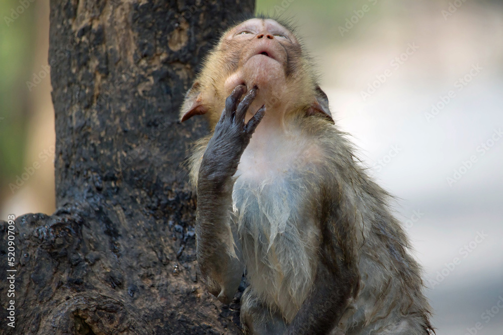 Obraz premium 可愛いサル