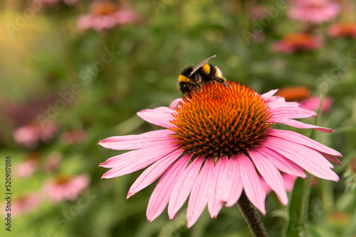 Bumble bee on Brilliant Star flower © Lucia Tieko