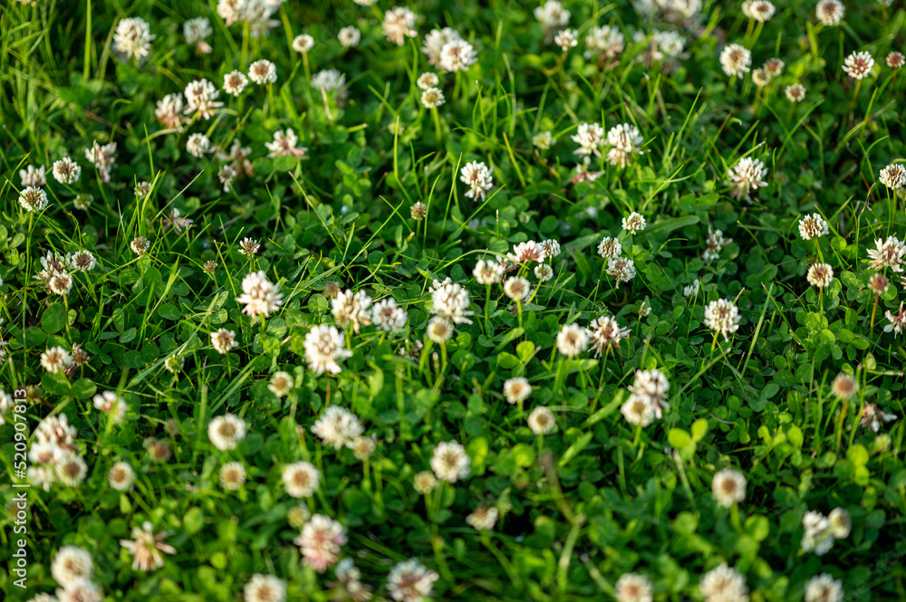 nature nature