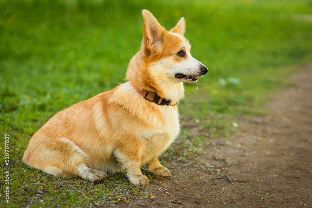 obedience, education welsh corgi dog. obedient pet, training, following command to sit obedience, education welsh corgi dog. obedient pet, training, following command to sit