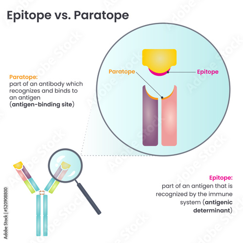 Epitope versus Paratope vector illustration