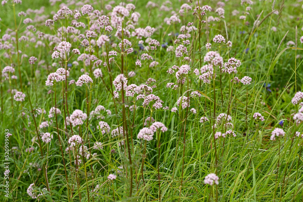 Fototapeta premium flowers in the grass
