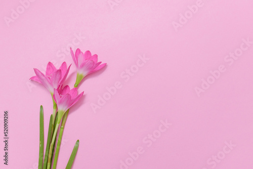 Pink rain lily flowers on pastel pink background with copy space for your text, flat lay style. © Anbuselvan
