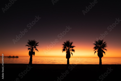 Sunset palm tree and jetty, Smoky Bay