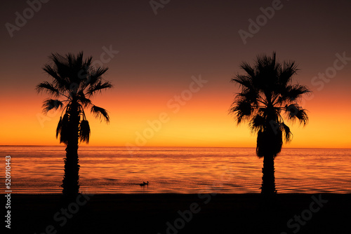 Sunset palm tree and pelicans, Smoky Bay