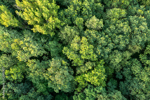 Aerial view of dense green trees, summer landscape, for background