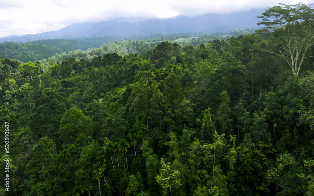 the forest is with hills and cloudy sky viewed from the peak the forest is with hills and cloudy sky viewed from the peak