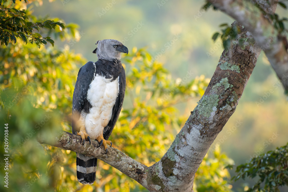 Fototapeta premium Aguila Harpia