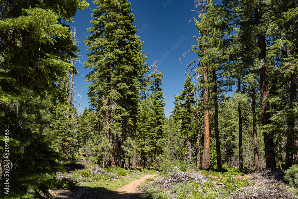 Mountain Forest Hiking Trail in California Mountain Forest Hiking Trail in California