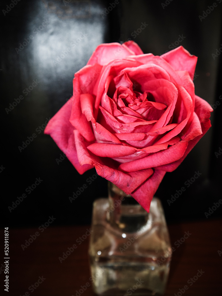 Cabbage roses are hybrid roses developed in the 17th century. Their ...