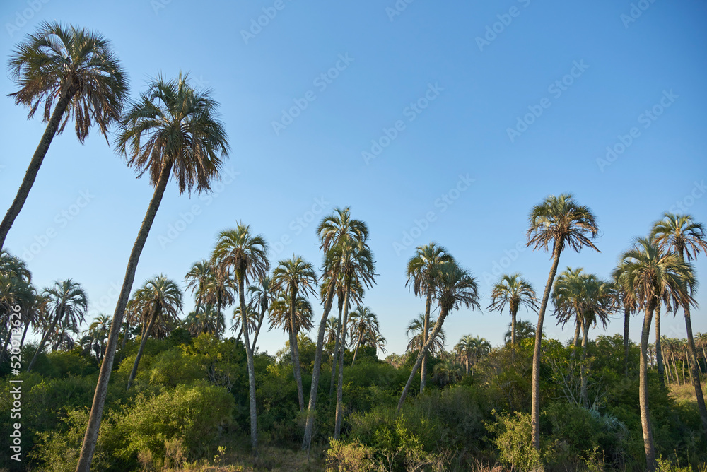 Summer landscape of El Palmar National Park, in Entre Rios, Argentina, a protected area where the endemic Butia yatay palm tree is found. Concepts: ecological tourism, protection of native species. Summer landscape of El Palmar National Park, in Entre Rios, Argentina, a protected area where the endemic Butia yatay palm tree is found. Concepts: ecological tourism, protection of native species.