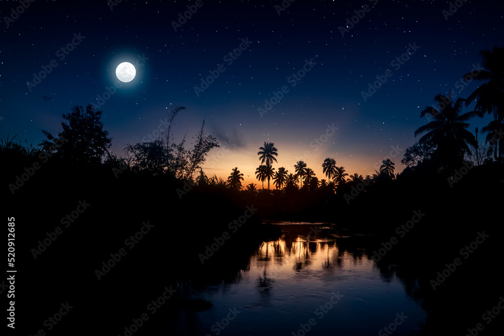 starry sky with the moonlight and the jungle with the shadow of the trees starry sky with the moonlight and the jungle with the shadow of the trees