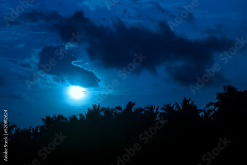 the moonlight and silhouette of palm trees