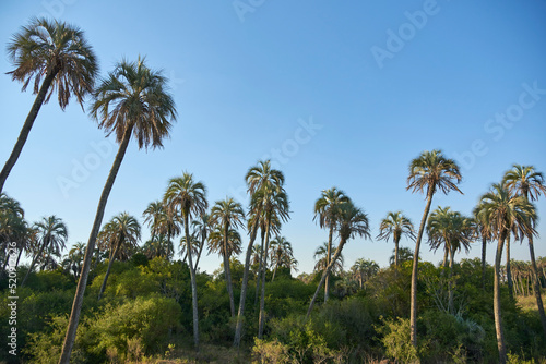 Canvas-taulu Summer landscape of El Palmar National Park, in Entre Rios, Argentina, a protected area where the endemic Butia yatay palm tree is found