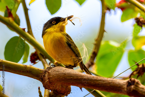  Todirostrum cinereum. Bird Yellow and black on branch.
Beautiful bird black and yellow on branch with defocused background -  photo