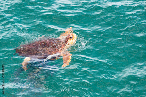 Large sea Turtle swimming near the pier