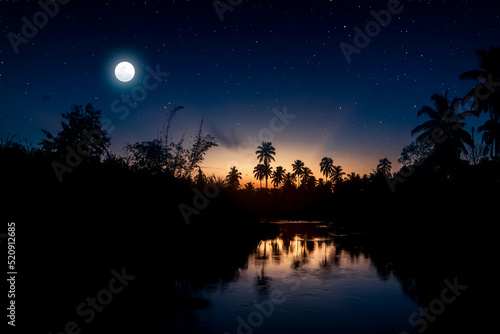 starry sky with the moonlight and the jungle with the shadow of the trees