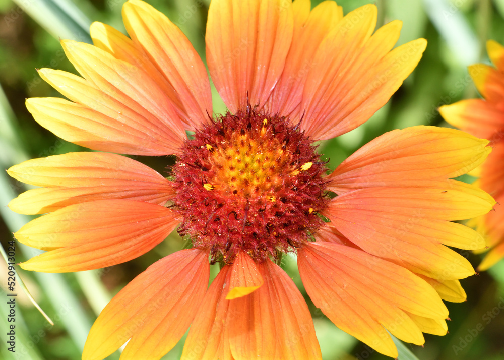 Gaillardia flower (Latin. Gaillardia) in summer garden Gaillardia flower (Latin. Gaillardia) in summer garden