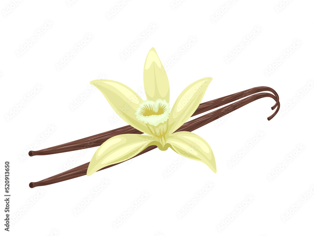 Vanilla flower with dried vanilla sticks. Aromatic seasoning ingredient for cookery and sweet baking, Isolated on white background. vector illustration.