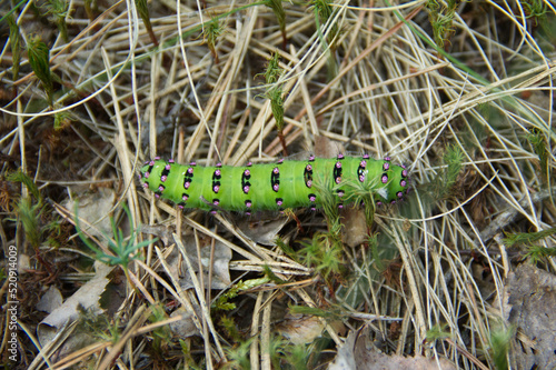 Large green caterpillar of the Emperor moth, Saturnia pavonia sitting on the green leaf.  photo