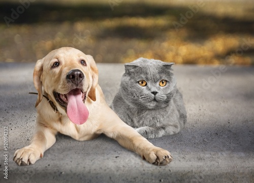 Cute dog and young cat posing outdoor