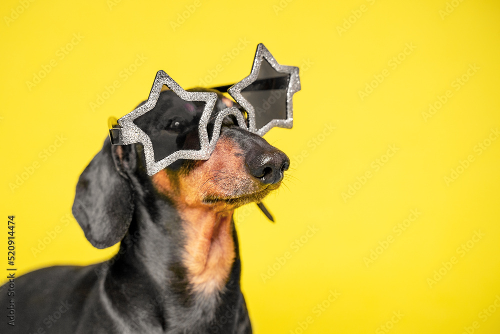 Important dog in star glasses portrait profile close-up. Dachshund in stage image of rock and roll star. Proud profile of dog wearing sunglasses, star fever. Stylish clothes and accessories for pets.