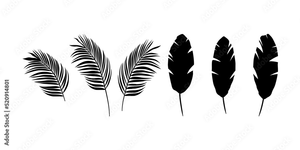 Egzotyczne liście - palma i banan. Botaniczna ilustracja tropikalnej rośliny na białym tle. Ilustracja wektorowa. - obrazy, fototapety, plakaty 