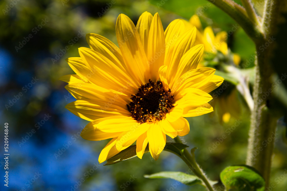 yellow sunflower flowers on the plant yellow sunflower flowers on the plant