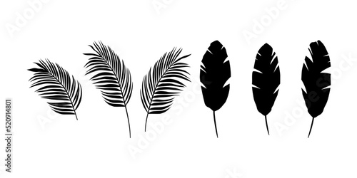Egzotyczne liście - palma i banan. Botaniczna ilustracja tropikalnej rośliny na białym tle. Ilustracja wektorowa.