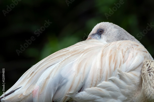 pictures of sleeping flamingo bird