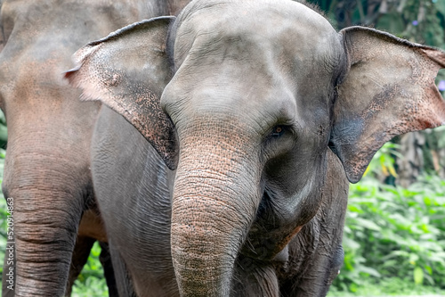 Close-up photo of Sumatran elephant