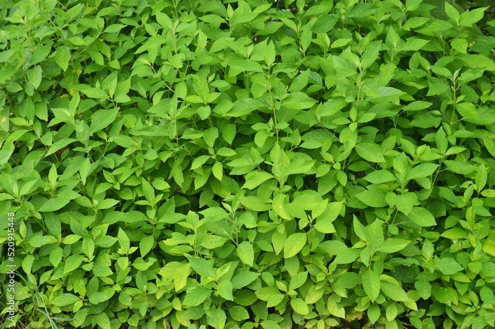 background of leaves background of leaves
