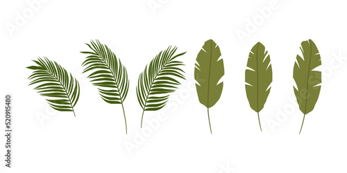 Egzotyczne liście - palma i banan. Botaniczna ilustracja tropikalnej rośliny na białym tle. Ilustracja wektorowa. photo