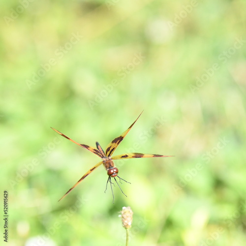 Orange Dragon Fly Landing On Grass © Charles