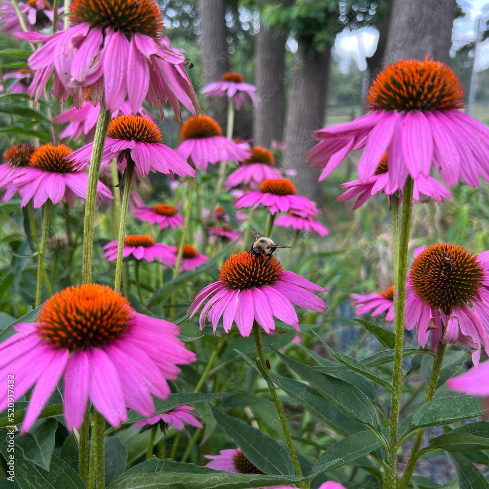 Obraz premium Cone flowers 