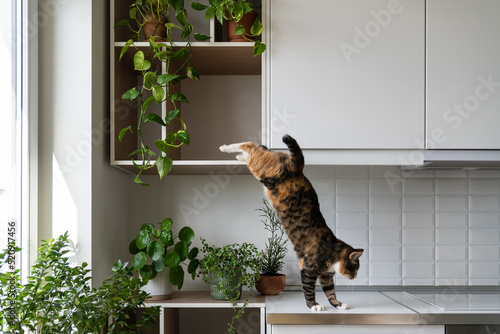 Naughty cat takes advantage of permissiveness of housekeeper climbing on modern furniture in kitchen at home. Domestic pet friend in flight jumping from shelf of wall cabinet landing on countertop