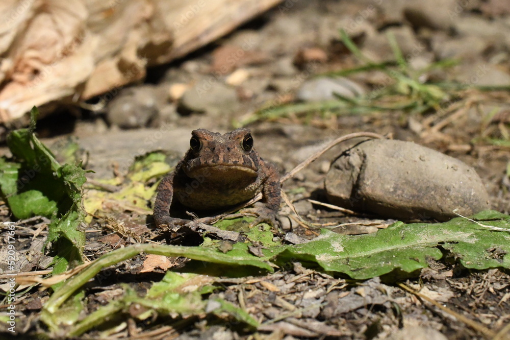 Fototapeta premium frog on the ground