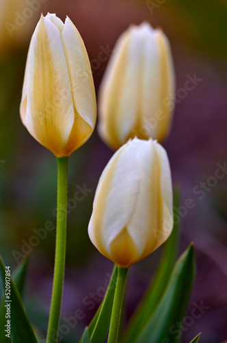 Beautiful spring tulip flowers growing outside in a garden. Group of elegant white and yellow blossom with green stem and leaves. Details closeup of seasonal flowering plants in brown soil background