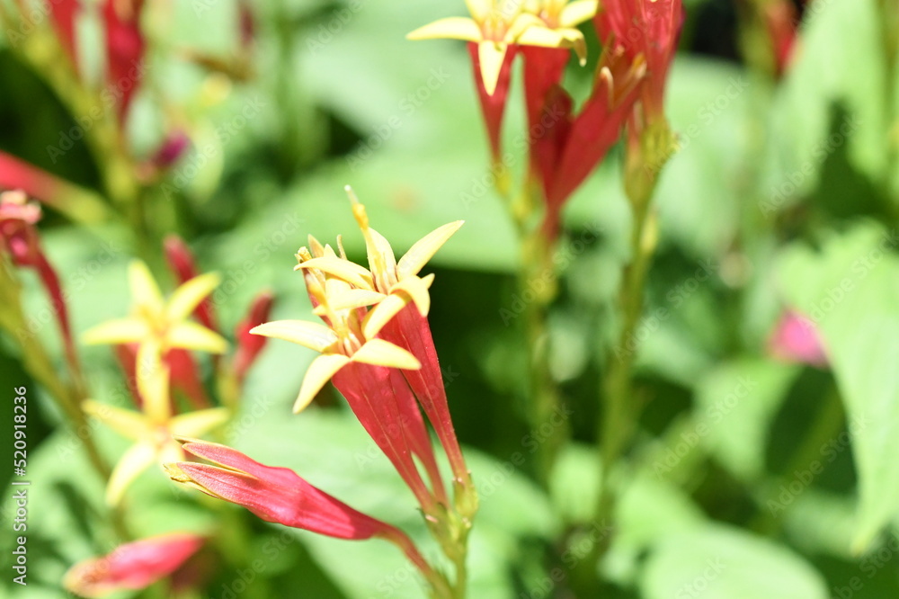 red and yellow tulips