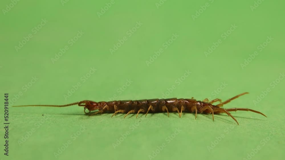 Centipede cleans itself. Centipede carefully cleaning its antennae on green background