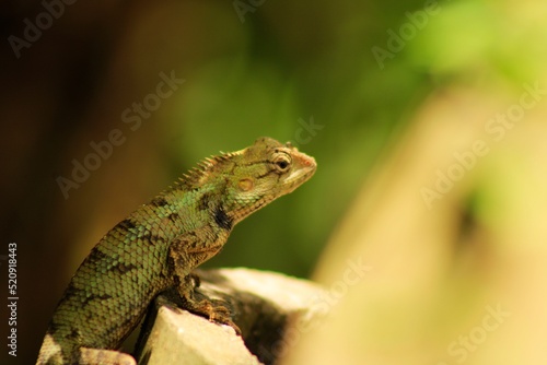 Extreme Close-up Of An Oriental Garden Lizard, Bhadrak, Odisha, India.