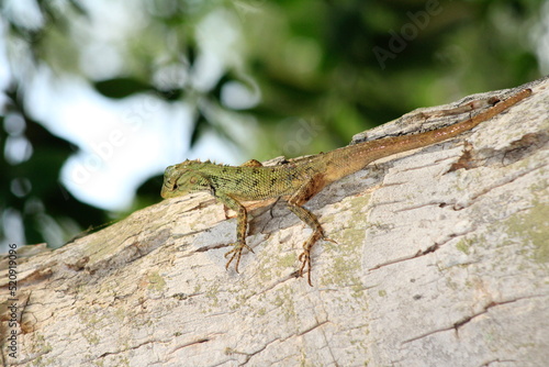 Extreme Close-up Of An Oriental Garden Lizard  Bhadrak  Odisha  India.