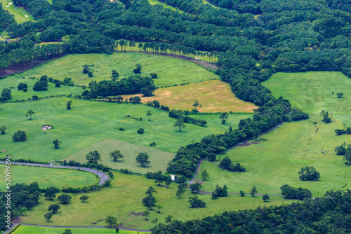 Trees dot grassy fields in gently rolling landscape