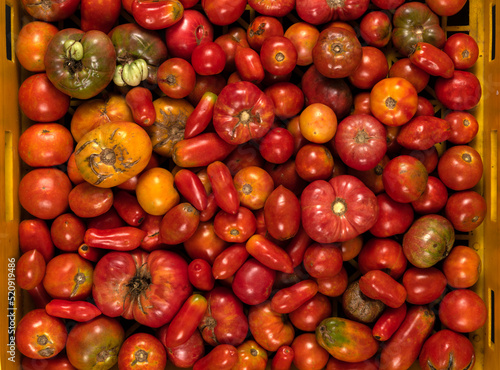 Mixed variety of organic tomatoes in plastic crate. Tomatoes farming or gardening concept.