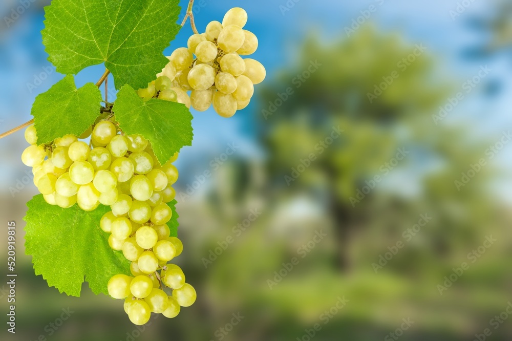 Tasty fresh young grapes in vineyard, hills