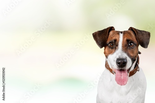 happy adult dog smiling on color background © BillionPhotos.com
